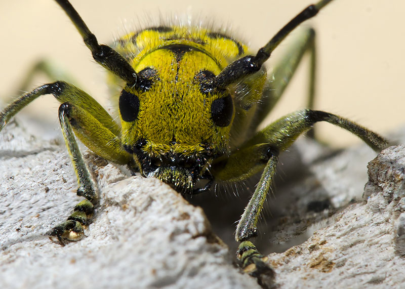 Cerambycidae:    Saperda scalaris, femmina